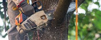 Best Soil Testing and Treatment  in Baker, MT