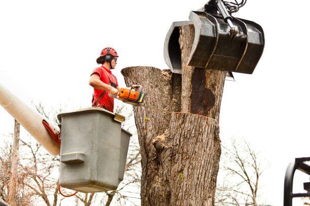 Leaf Removal in Baker, MT